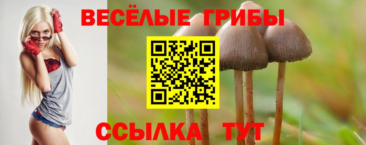 Псилоцибиновые грибы Psilocybine cubensis Касимов
